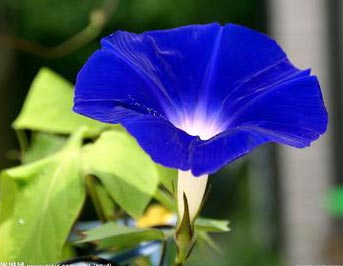 牵牛花钢琴谱文件(五线谱、双手简谱、数字谱、Midi、PDF)免费下载