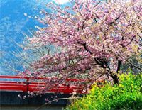 樱花(江户樱)-日本民歌钢琴谱文件(五线谱、双手简谱、数字谱、Midi、PDF)免费下载