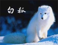 白狐-《聊斋2》片尾曲钢琴谱文件(五线谱、双手简谱、数字谱、Midi、PDF)免费下载