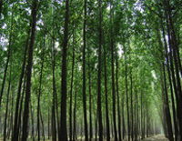 Two Chinese and ten thousand trees-Oleg Gorodenskyi钢琴谱文件(五线谱、双手简谱、数字谱、Midi、PDF)免费下载