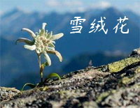 雪绒花-Edelweiss钢琴谱文件(五线谱、双手简谱、数字谱、Midi、PDF)免费下载