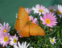 Butterfly-蝴蝶-绿色花园钢琴谱文件（五线谱、双手简谱、数字谱、Midi、PDF）免费下载