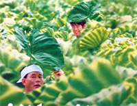 菊次郎的夏天简单版-EOP教学曲钢琴谱文件(五线谱、双手简谱、数字谱、Midi、PDF)免费下载