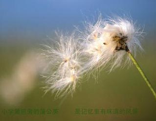 蒲公英的约定钢琴谱文件(五线谱、双手简谱、数字谱、Midi、PDF)免费下载