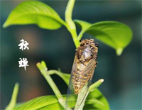秋蝉-李子恒钢琴谱文件(五线谱、双手简谱、数字谱、Midi、PDF)免费下载