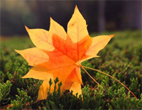 Autumn Leaves-Joseph Kosma钢琴谱文件（五线谱、双手简谱、数字谱、Midi、PDF）免费下载