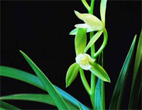 和兰花一起-With An Orchid钢琴谱文件(五线谱、双手简谱、数字谱、Midi、PDF)免费下载
