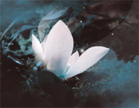 故城-腐草为萤钢琴谱文件（五线谱、双手简谱、数字谱、Midi、PDF）免费下载