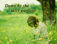 Down by the Sally Gardens-David Nevue钢琴谱文件（五线谱、双手简谱、数字谱、Midi、PDF）免费下载