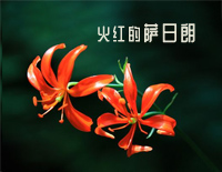 火红的萨日朗-草原最美的花火红的萨日朗-抖音爆火钢琴谱文件(五线谱、双手简谱、数字谱、Midi、PDF)免费下载