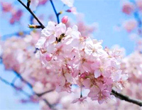 除了爱情春天和樱花-是心动啊,糟糕眼神躲不掉-抖音热歌钢琴谱文件(五线谱、双手简谱、数字谱、Midi、PDF)免费下载