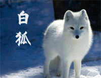 白狐-C调简单版钢琴谱文件(五线谱、双手简谱、数字谱、Midi、PDF)免费下载