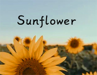 Sunflower-吉他指弹曲目片段-钢琴版改编钢琴谱文件(五线谱、双手简谱、数字谱、Midi、PDF)免费下载