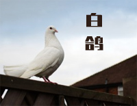 白鸽-简单版-教堂的白鸽不会亲吻乌鸦-抖音钢琴谱文件（五线谱、双手简谱、数字谱、Midi、PDF）免费下载