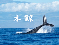木鲸-灰澈钢琴谱文件(五线谱、双手简谱、数字谱、Midi、PDF)免费下载