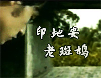 印地安老斑鸠-周杰伦钢琴谱文件(五线谱、双手简谱、数字谱、Midi、PDF)免费下载