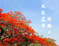 凤凰花开的路口-时光的河入海流终于我们分头走-毕业歌曲钢琴谱文件(五线谱、双手简谱、数字谱、Midi、PDF)免费下载