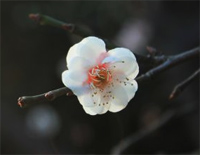 暗香-还原弹唱版-金粉世家主题歌钢琴谱文件(五线谱、双手简谱、数字谱、Midi、PDF)免费下载