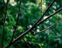 The Rain-完整好听版钢琴谱文件(五线谱、双手简谱、数字谱、Midi、PDF)免费下载