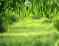 风吹竹叶-Bamboo Leaves in the Wind钢琴谱文件(五线谱、双手简谱、数字谱、Midi、PDF)免费下载