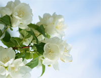 茉莉花-Jasmine Flowers钢琴谱文件(五线谱、双手简谱、数字谱、Midi、PDF)免费下载