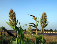 丰收歌-Harvest Song钢琴谱文件(五线谱、双手简谱、数字谱、Midi、PDF)免费下载