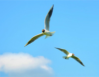 鸟儿飞在蓝天上-Birds Flying in the Blue Sky钢琴谱文件(五线谱、双手简谱、数字谱、Midi、PDF)免费下载