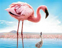 Arrival of the Birds钢琴谱文件(五线谱、双手简谱、数字谱、Midi、PDF)免费下载