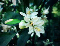 桔树开花-Orange Trees Blossom钢琴谱文件(五线谱、双手简谱、数字谱、Midi、PDF)免费下载