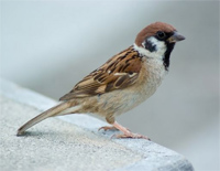 麻雀调-Sparrow Tune钢琴谱文件(五线谱、双手简谱、数字谱、Midi、PDF)免费下载