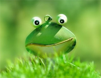 花蛤蟆-Coloured Frog钢琴谱文件(五线谱、双手简谱、数字谱、Midi、PDF)免费下载