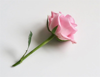 你送我一枝玫瑰花-Give Me a Rose钢琴谱文件(五线谱、双手简谱、数字谱、Midi、PDF)免费下载