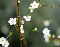 十朵梅花-Ten Plum Flowers钢琴谱文件(五线谱、双手简谱、数字谱、Midi、PDF)免费下载