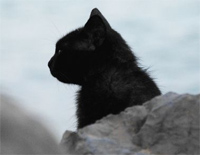 小黑猫钢琴谱文件(五线谱、双手简谱、数字谱、Midi、PDF)免费下载