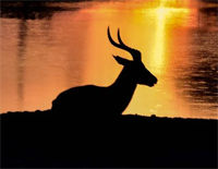 As The Deer-如鹿渴慕溪水-简单版-人人钢琴网
