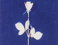Enjoy the Silence-Depeche Mode-人人钢琴网