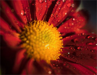 雨不洒花花不红-The Flowers Never Crimson Without Raindrops-人人钢琴网