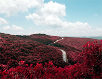 又见山里红-原调简单版-祁隆-人人钢琴网