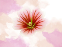 Mallow Flower-锦葵花-Otokaze-人人钢琴网