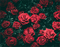 百万玫瑰花-Million Roses-Million Scarlet Roses-Trieu Doa Hoa Hong-人人钢琴网