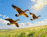 鸿雁-额尔古纳乐队-人人钢琴网